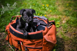 Hawaii Pet Photography