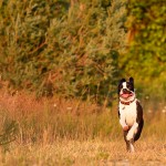 Annapolis-Maryland-Pet-Photographer-Leopold10webwm