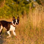 Annapolis-Maryland-Pet-Photographer-Leopold9webwm