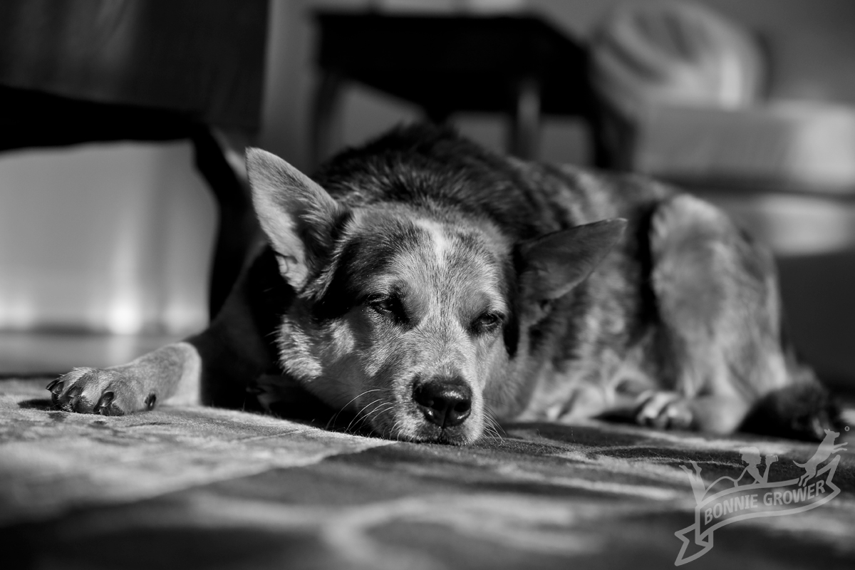 52 on Friday - Black and White - Bonnie Grower Pet PhotographyBonnie ...